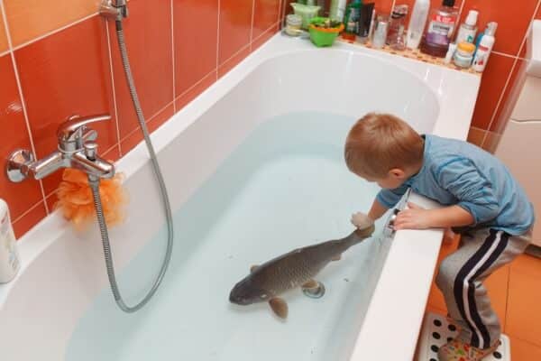 Carp in the Bathtub