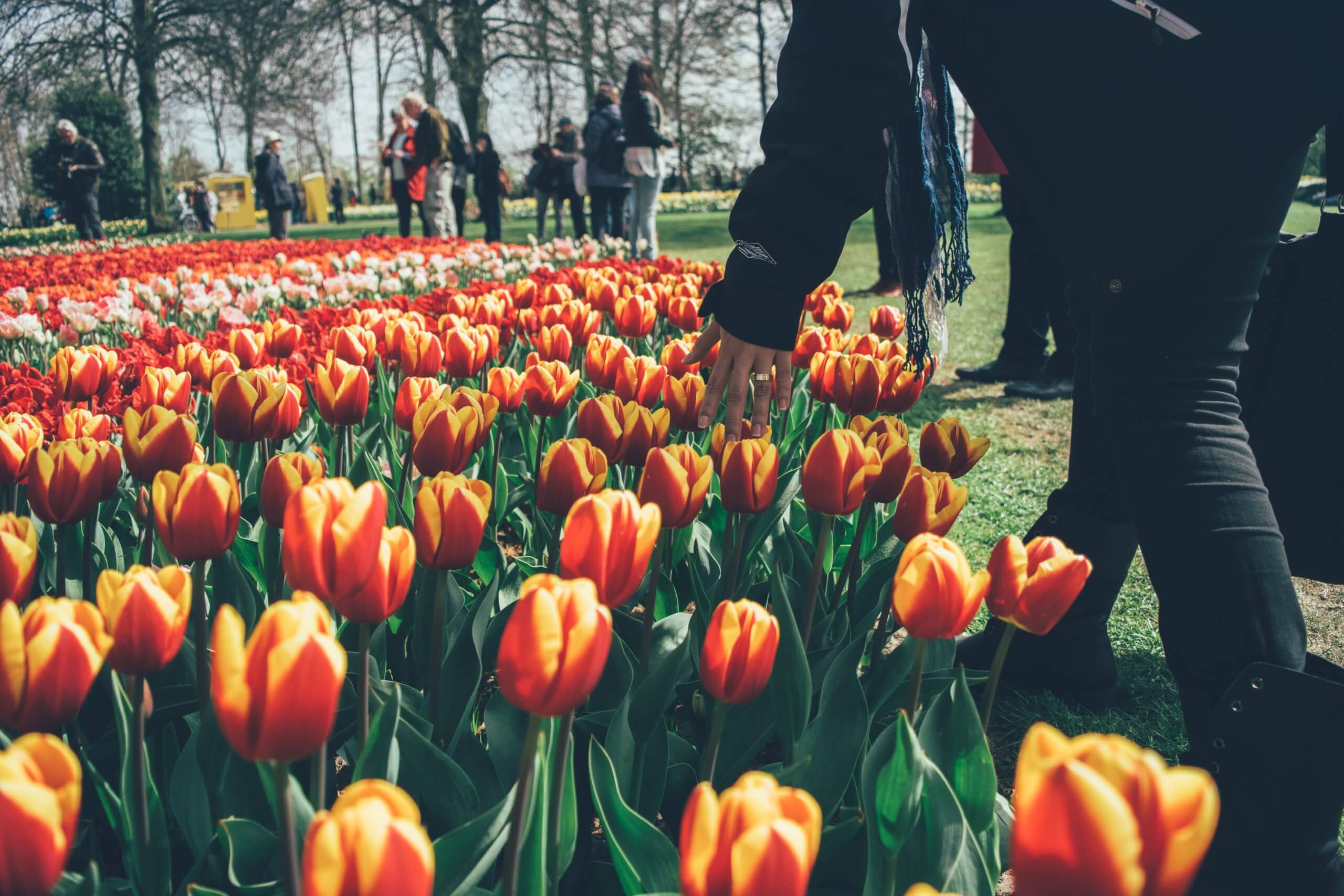 Tulips in the Netherlands